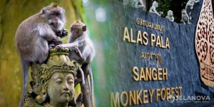 Desa Wisata Sangeh dan Wajah Tenang Bali di Badung Utara